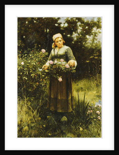 Gathering Roses by Daniel Ridgway Knight