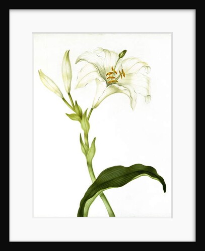 Lily, c.1790 by Martha Tuthill