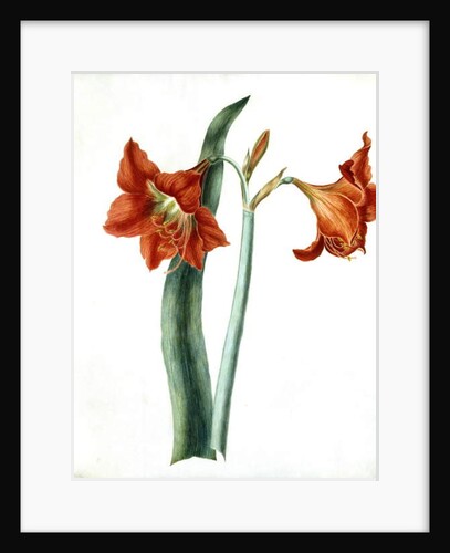 Amaryllis, c.1790 by Martha Tuthill