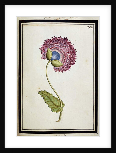 Double Poppy, c.1700 by French School