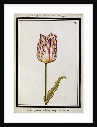 Yellow Tulip with red and black streaks, c.1700 by French School