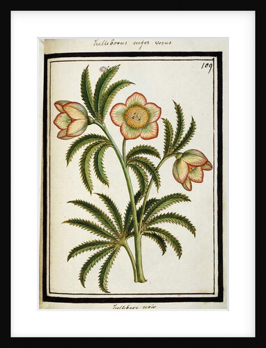 Black Hellebore, c.1700 by French School
