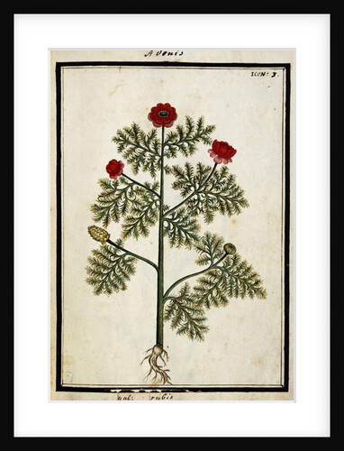 Red Adonis, c.1700 by French School