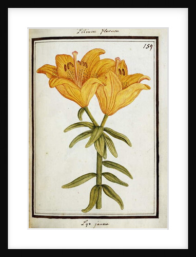 Yellow Lily, c.1700 by French School