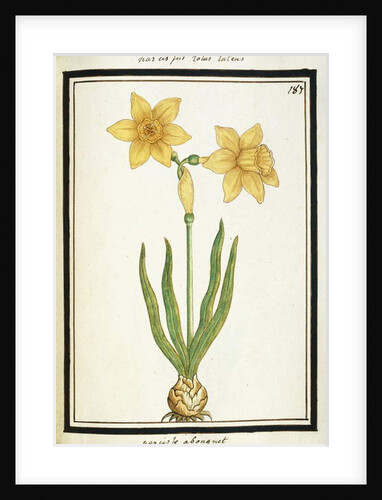 Bouquet Narcissus, c.1700 by French School