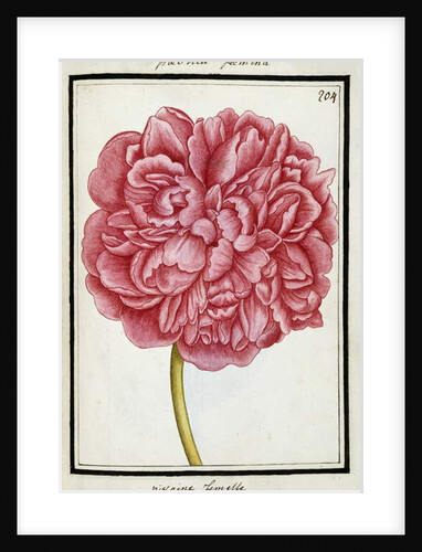 Female Peony, c.1700 by French School