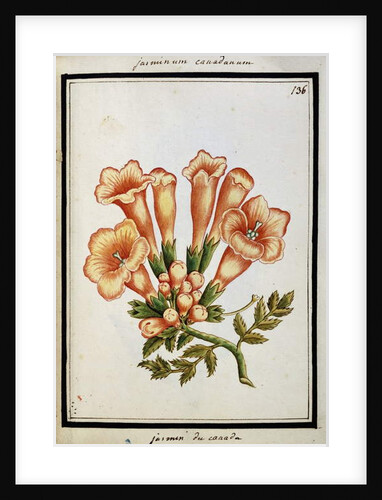 Canadian Jasmine, c.1700 by French School