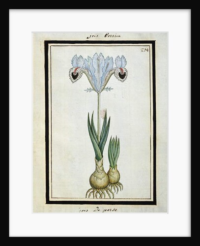 Persian Iris, c.1700 by French School
