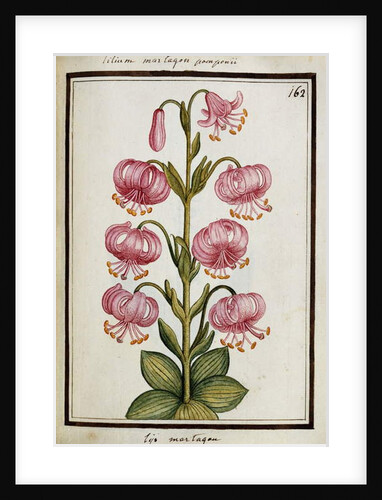 Martagon Lily, c.1700 by French School