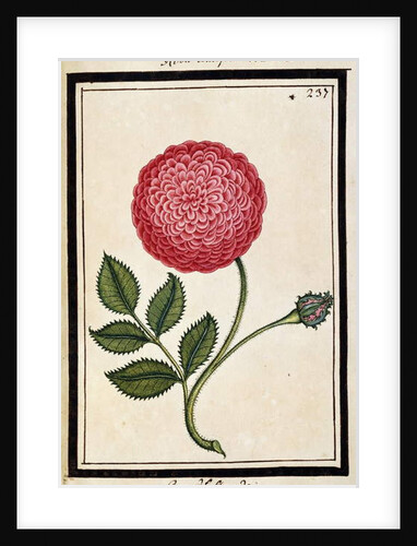 Dutch Rose, c.1700 by French School