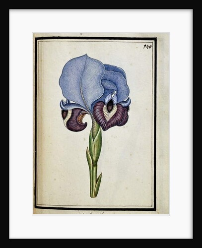 Iris Susiana, c.1700 by French School