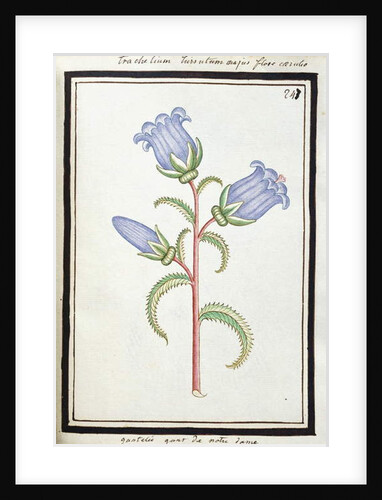 Campanula Trachelium, c.1700 by French School
