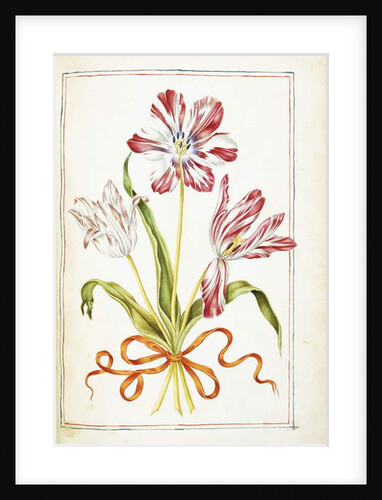 Tulips, 18th century by French School