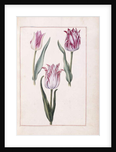 Tulips, 18th century by French School