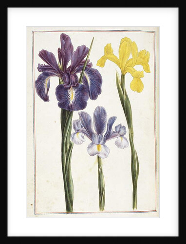 Irises, 18th century by French School