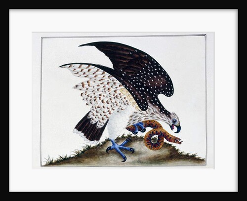 Bird of prey with snake, 1808-21 by Charles Hayes