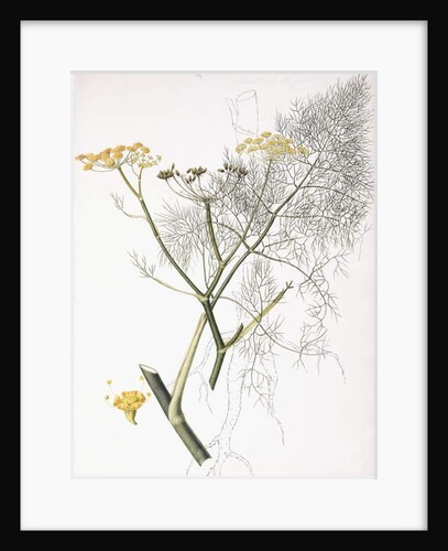 A Botanical Study, 1822-1845 by Charlotte Strickland