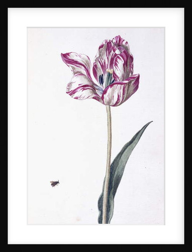 Tulip and bee, 18th century by German School