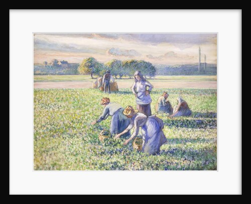 The Harvest of Peas, 1887 by Camille Pissarro