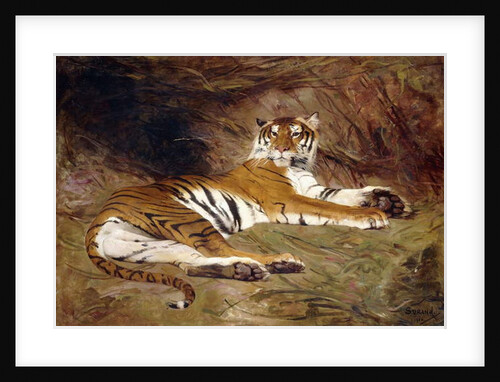 A Reclining Tiger, 1904 by Gustave Surand