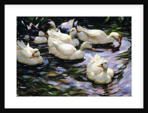 Ducks Swimming in a Sunlit Lake by Alexander Koester