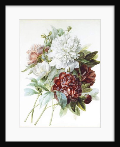A Bouquet of Red, Pink and White Peonies by Pierre Joseph Redouté