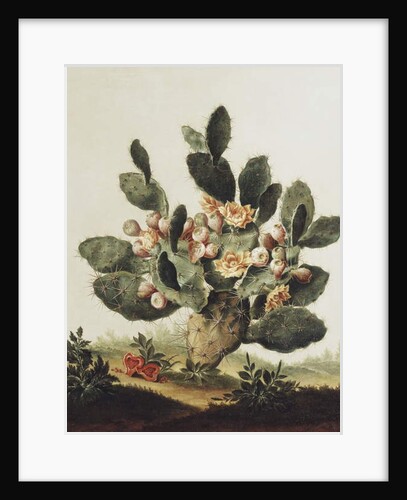 Still life of a cactus by Albert van der Eeckhout
