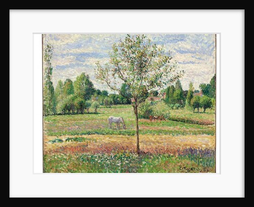 Meadow with Grey Horse, Eragny, 1893 by Camille Pissarro