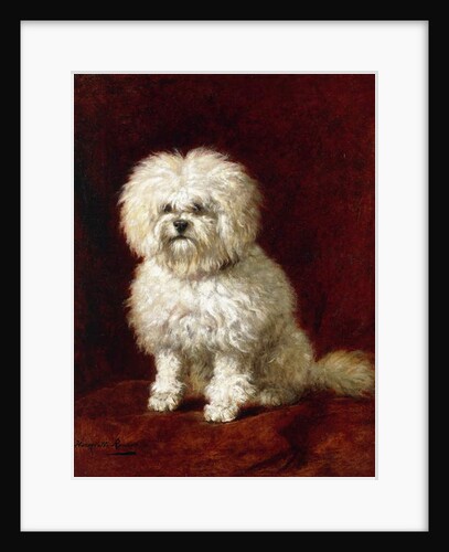 A Poodle by Henriette Ronner-Knip