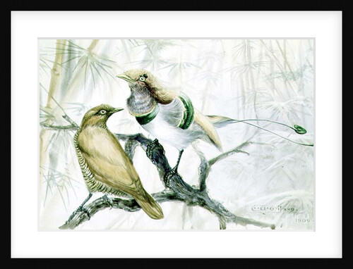 King Bird of Paradise, 1909 by Edward Adrian Wilson