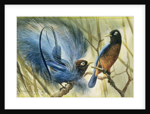Blue-bird of Paradise, 1909 by Edward Adrian Wilson