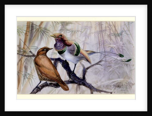 King bird of paradise, 1909 by Edward Adrian Wilson