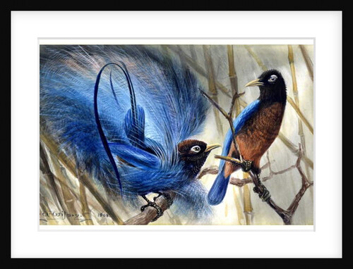 Blue bird of paradise, 1909 by Edward Adrian Wilson