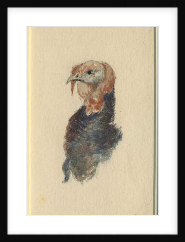 Study of a turkey, 1895 by Edward Adrian Wilson