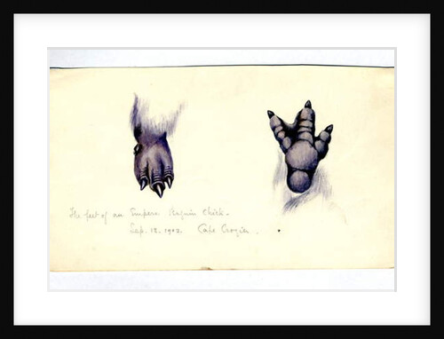 Two studies of the foot of an emperor penguin chick, 1901-04 by Edward Adrian Wilson