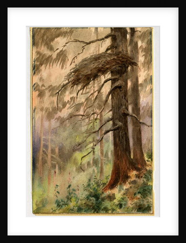 Goshawk's nest, 1898-99 by Edward Adrian Wilson
