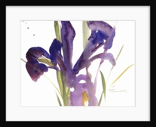 Iris, 1987 by Claudia Hutchins-Puechavy