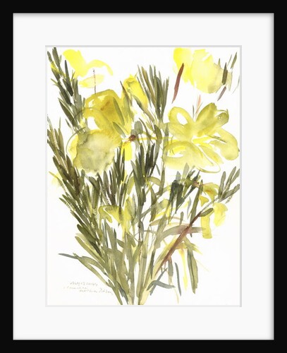 Evening primroses; 2004 by Claudia Hutchins-Puechavy