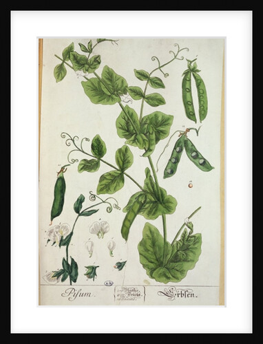 Pea by Elizabeth Blackwell