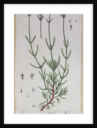 Lavender by Elizabeth Blackwell