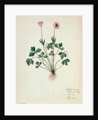 Fol.1275 Geranium by French School