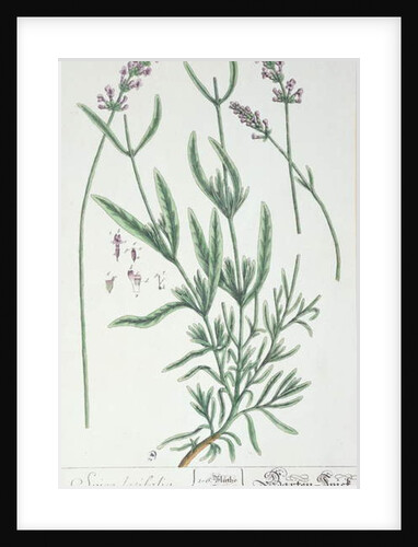 Lavender Spike by Elizabeth Blackwell