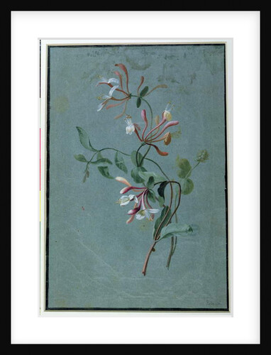Honeysuckle by Pierre Joseph Redouté