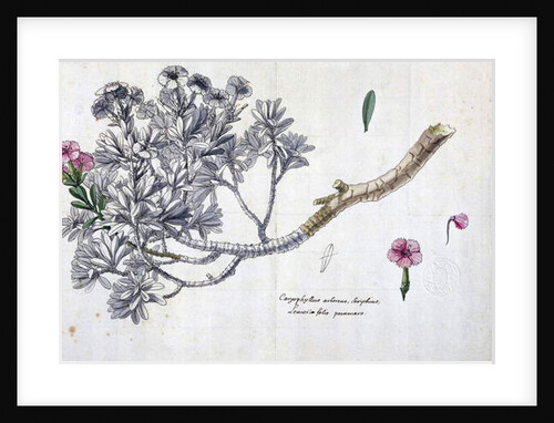 Caryophyllus Arboreus and Seriphius by Claude Aubriet