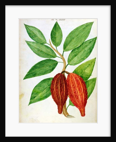 Cacao, c.1686 by Charles Plumier