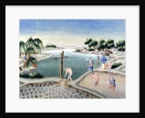 Rice Fields by School Chinese