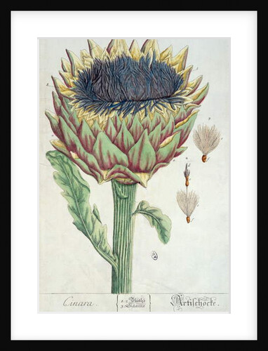 Artichoke by Elizabeth Blackwell