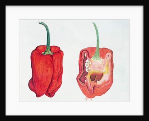 Red Pepper, botanical plate by French School
