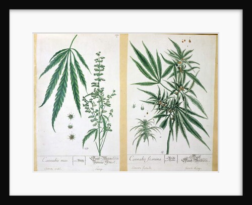 Cannabis mas and Cannabis foemina by Elizabeth Blackwell