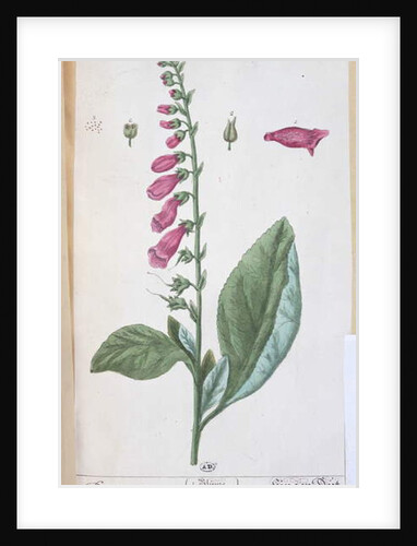 Digitalis purpurea by Elizabeth Blackwell